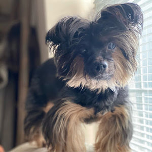 Meet your Posher, Veniece